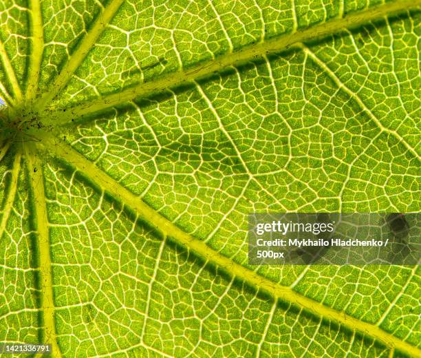 full frame shot of green leaf,lviv,ukraine - leaf vein 個照片及圖片檔