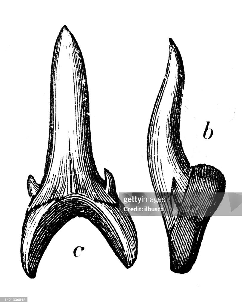 Antique illustration, geology and fossils: Lamna Hopei, tooth