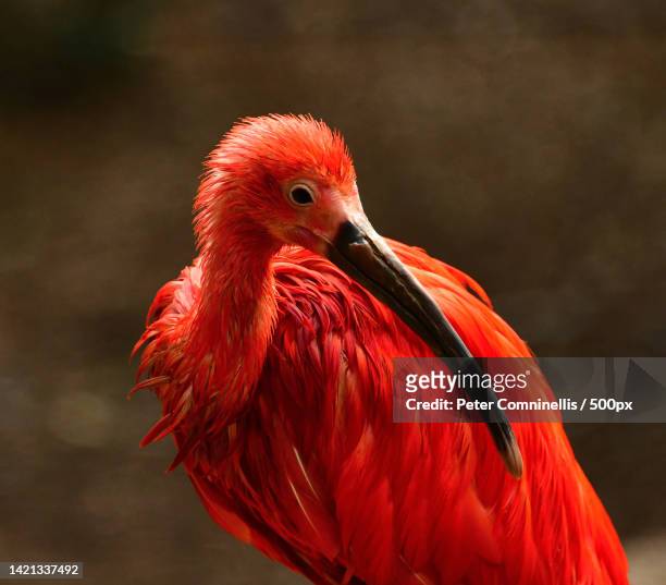 close-up of red ibis,brazil - ibis stock-fotos und bilder