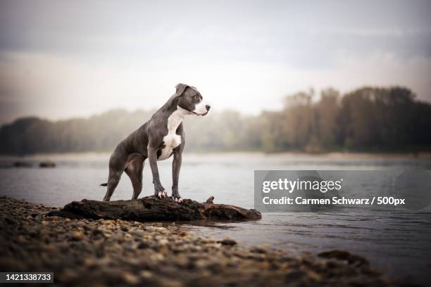 side view of pit bull terrier standing on rock by lake against sky - american pit bull terrier stock-fotos und bilder