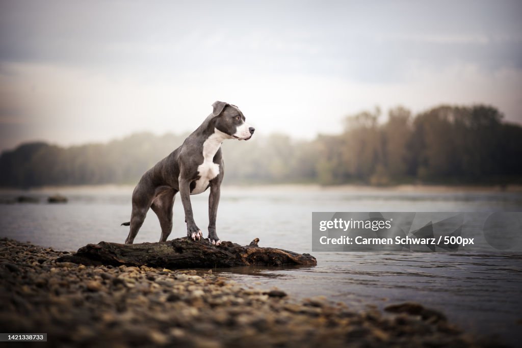 Side view of pit bull terrier standing on rock by lake against sky