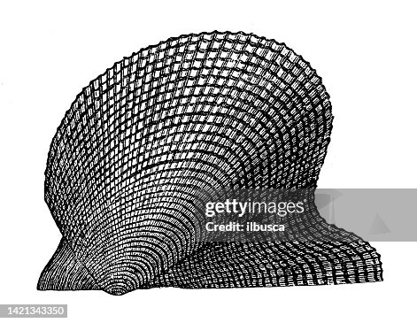 Antique Illustration Geology And Fossils Avicula Reticulata High-Res ...