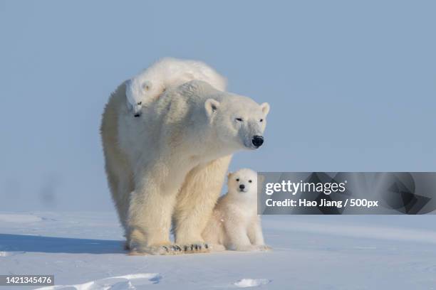 two polar bears play fight,wapusk national park,manitoba,canada - raubtier stock-fotos und bilder