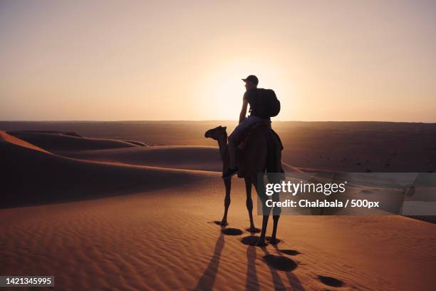 man riding camel on desert against sky during sunset - wanderer stock pictures, royalty-free photos & images