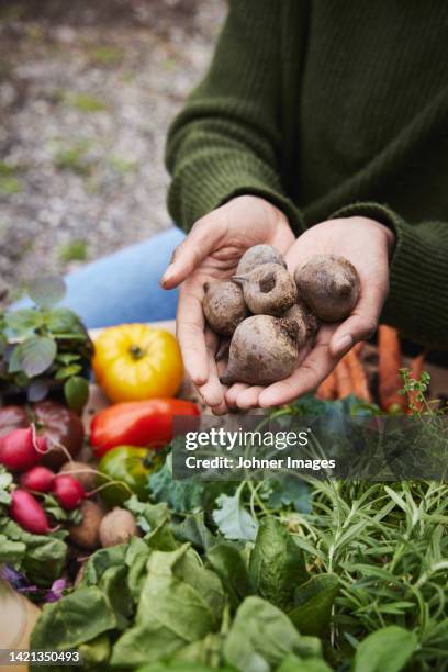 high angle view of beetroots on hands - sverige odla tomat bildbanksfoton och bilder