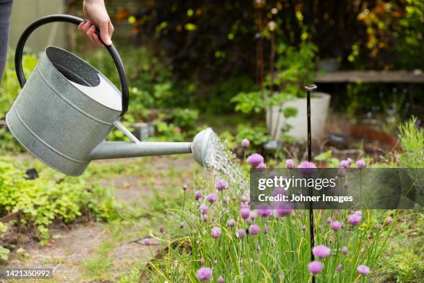 person watering plants in garden - cebolinho imagens e fotografias de stock