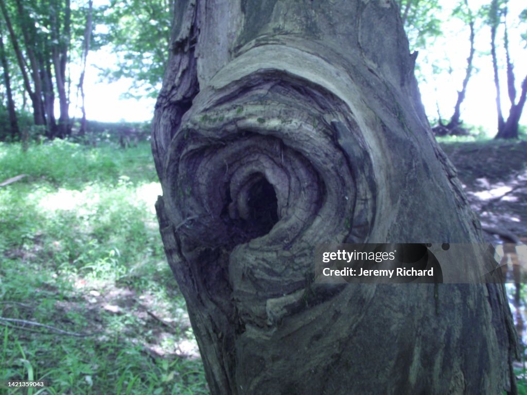Tree Knot High Res Stock Photo Getty Images Tree Knot High Res Stock Photo Getty Images