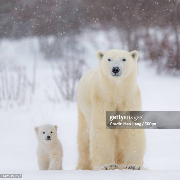 a polar bear and polar bear,wapusk national park,manitoba,canada - polar bear face stock pictures, royalty-free photos & images