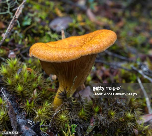 close-up of fly agaric mushroom on field,tasmania,australia - cantharellus tubaeformis stock pictures, royalty-free photos & images