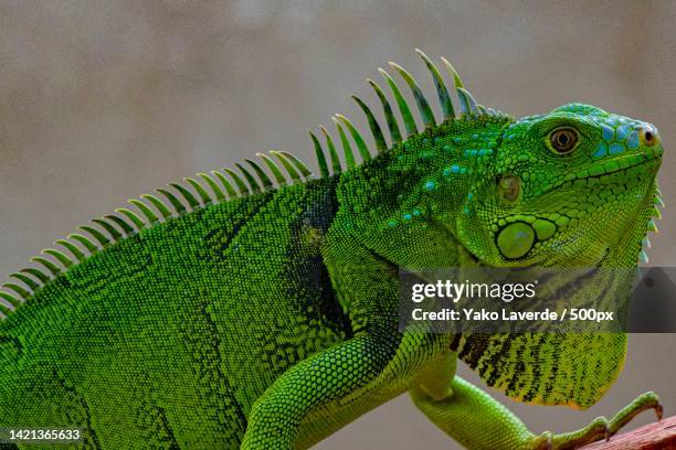 close-up of green iguana on tree,atlantico,colombia - iguana family stock-fotos und bilder