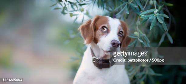 banner of a funny springer spaniel dog - brittany spaniel stock pictures, royalty-free photos & images