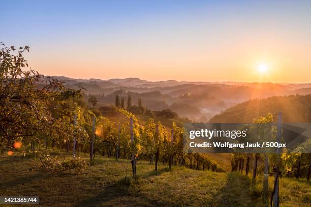 scenic view of vineyard against sky during sunset,austria - better view sunset stock pictures, royalty-free photos & images