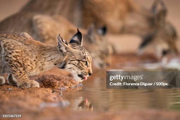 close-up of tiger swimming in lake,spain - lynx photos et images de collection