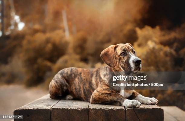 cute mastiff dog lying on a wooden table in autumn in the forest - mastiff stock-fotos und bilder