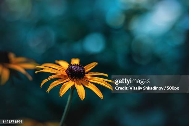 close-up of yellow flower,russia - black eyed susan stockfoto's en -beelden