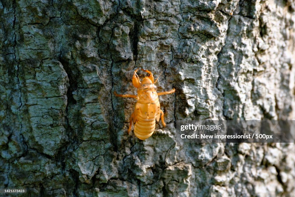 Close-up of ant on tree trunk