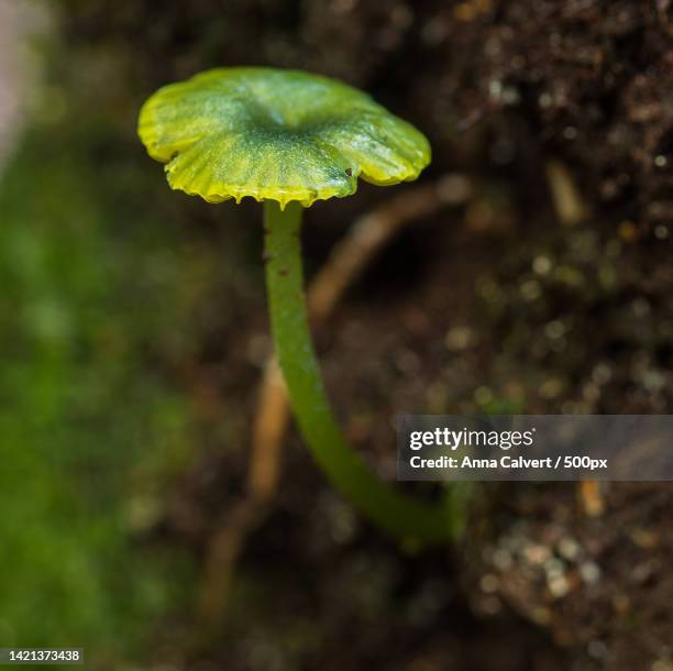 close-up of green plant,tasmania,australia - green mushroom stock pictures, royalty-free photos & images
