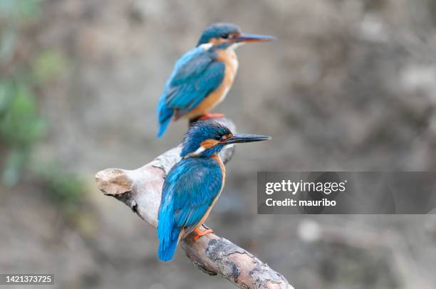 pair of kingfisher, male in the foreground - kingfisher river stock pictures, royalty-free photos & images