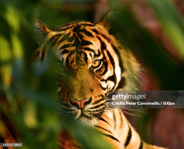 close-up of tiger,sumatra,indonesia - sumatra stock pictures, royalty-free photos & images