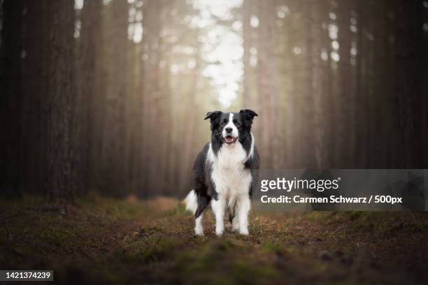 portrait of collie standing on field in forest - border collie stock pictures, royalty-free photos & images