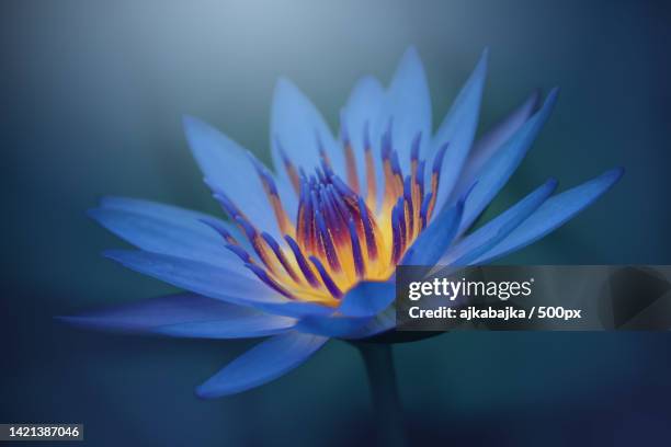 the warm heart of the water lily - lotus flowers stock pictures, royalty-free photos & images