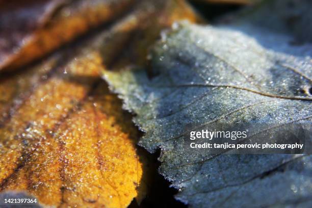 leaves in frost - compatibilità foto e immagini stock