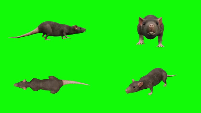 Working Rats Animated Cartoon Rat Videos and HD Footage - Getty Images