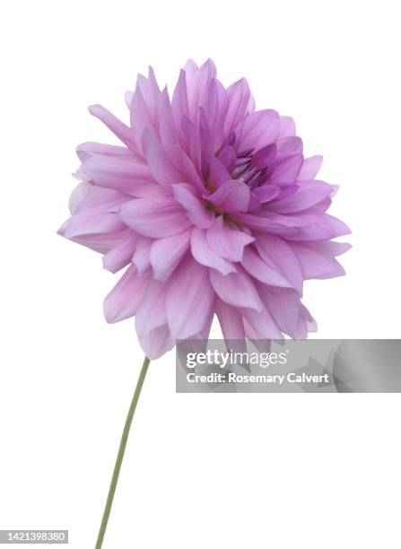 purple dahlia flower, dahlia 'blue boy', with stem, in close-up. - september stock-fotos und bilder