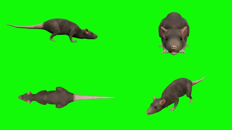 149 Rats Running Videos and HD Footage - Getty Images 149 Rats Running Videos and HD Footage - Getty Images