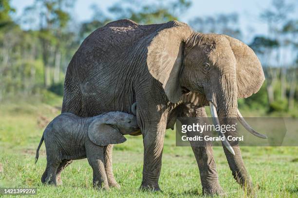 african bush elephant (loxodonta africana), also known as the african savanna elephant. mother and young calf. masai mara national reserve, kenya. - dia bildbanksfoton och bilder