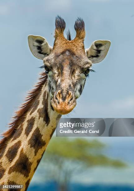 the masai giraffe (giraffa camelopardalis tippelskirchi), also known as the maasai giraffe or kilimanjaro giraffe, is the largest subspecies of giraffe and the tallest land mammal. masai mara national  reserve, kenya. close-up of head. - white giraffe bildbanksfoton och bilder