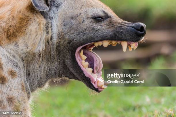 the spotted hyena (crocuta crocuta), also known as the laughing hyena or tiger wolf, is a species of hyena native to sub-saharan africa. masai mara national reserve, kenya. mouth open wide showing its teeth from anterior to posterior. - hyena stock pictures, royalty-free photos & images