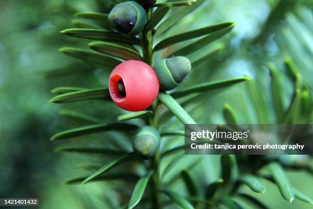 yew berries - tejo fotografías e imágenes de stock