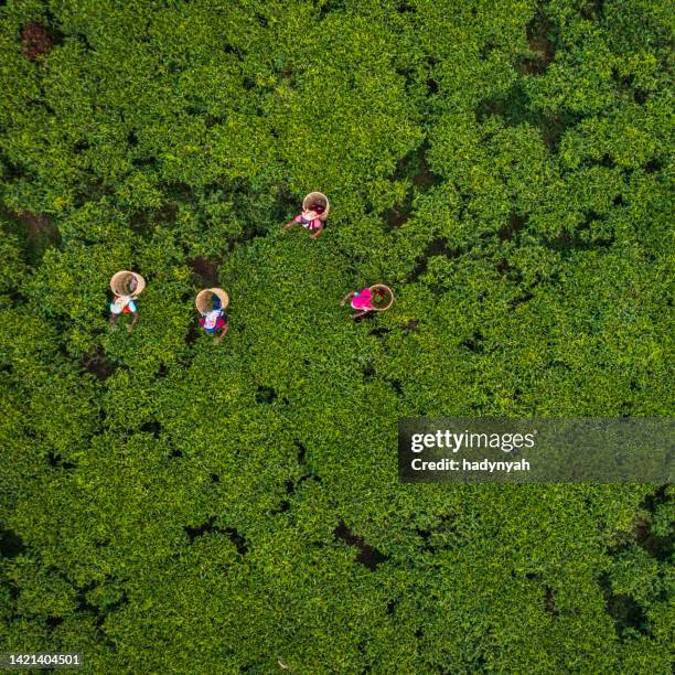 tamil women plucking tea leaves on plantation, ceylon - sri lanka tea plantation stock pictures, royalty-free photos & images