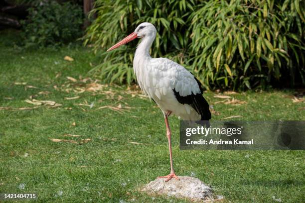 white stork standing on one leg (ciconia ciconia) - white stork stock pictures, royalty-free photos & images