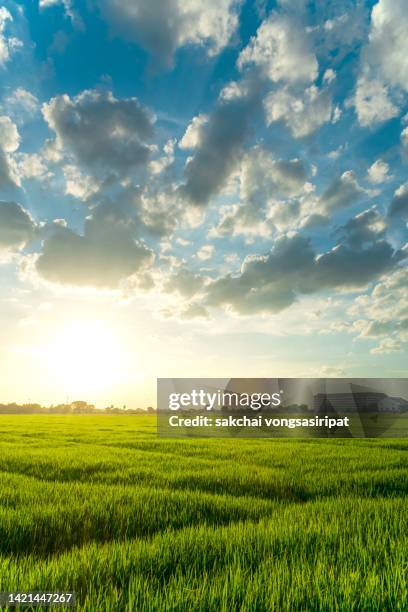 scenic view of farm against sky during sunset - low angle view of wheat growing on field against sky fotografías e imágenes de stock