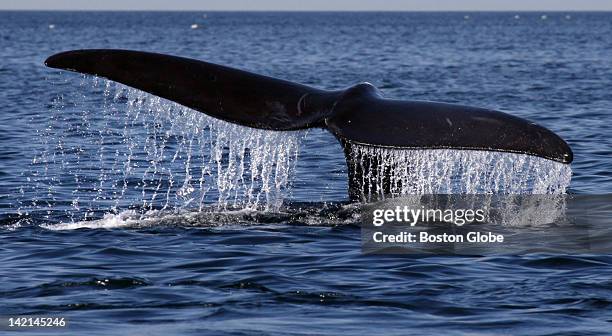 North Atlantic Right Whale sounds while feeding on plankton in Cape Cod Bay, off the coast of Provincetown. A team from the Provincetown Center for...