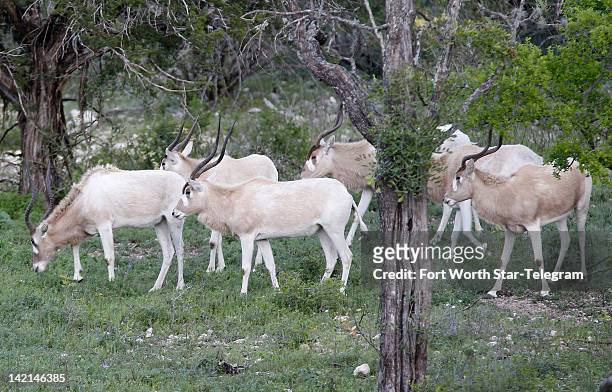 Small herd of Addax feed in the brush of the Morani River Ranch in Uvalde County, Texas, Wednesday, March 21, 2012. The U.S. Fish and Wildlife...