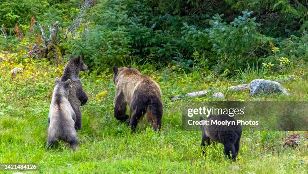 144 Rampant Bear Stock Photos, High-Res Pictures, and Images - Getty Images