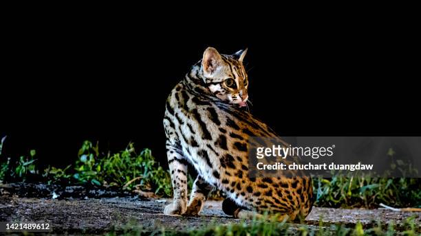 asian leopard cat (prionailurus bengalensis) male, the hunter in the night in nature - prionailurus viverrinus stock pictures, royalty-free photos & images