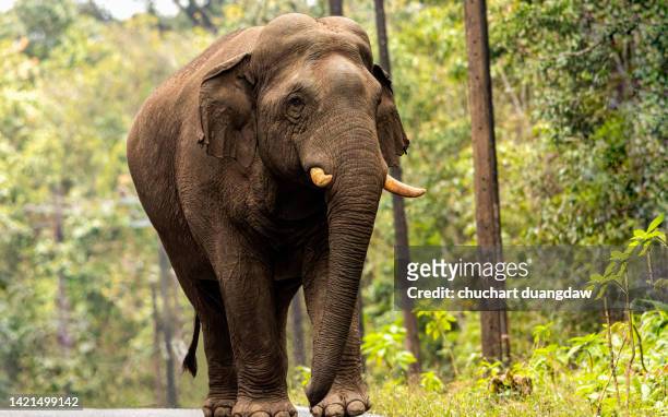 big elephant - indische olifant stockfoto's en -beelden