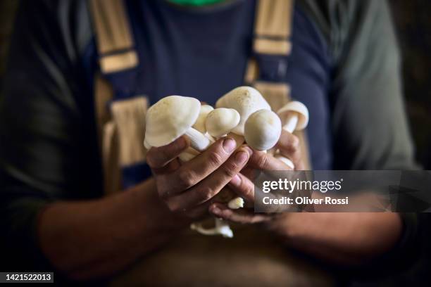 close-up of man holding bunch of mushrooms - champignons stockfoto's en -beelden