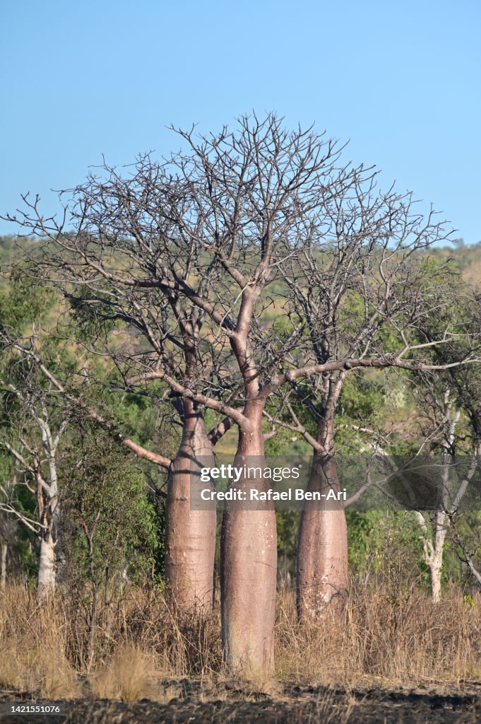 Boab Tree Roots Group Of Boab Trees Growing In The Kimberley Region In Western ...
