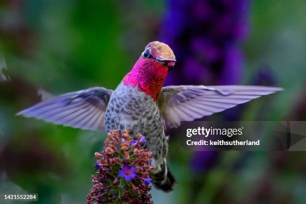 portrait of an anna's hummingbird hovering by a flower, british columbia, canada - annas hummingbird stock pictures, royalty-free photos & images