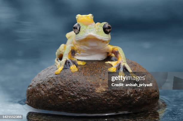 miniature frog sitting on a larger frog on a rock in a pond, indonesia - different animals together stock pictures, royalty-free photos & images