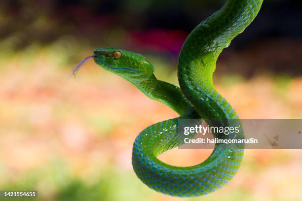 Snakes - Western bush viper ( Atheris chlorechis ) By