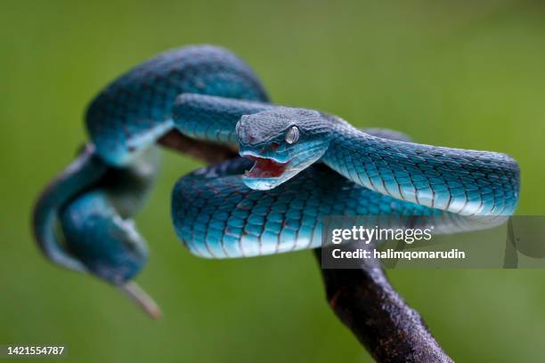 close-up of a white-lipped island pit viper on a branch, indonesia - viper stockfoto's en -beelden