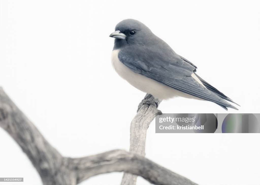 Close-Up of a white-breasted woodswallow (Artamus leucorynchus) perched on a branch, South Australia, Australia