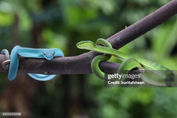 Multiple Snakes 1,029 Multiple Snakes Stock Photos, High-Res Pictures, and Images ...