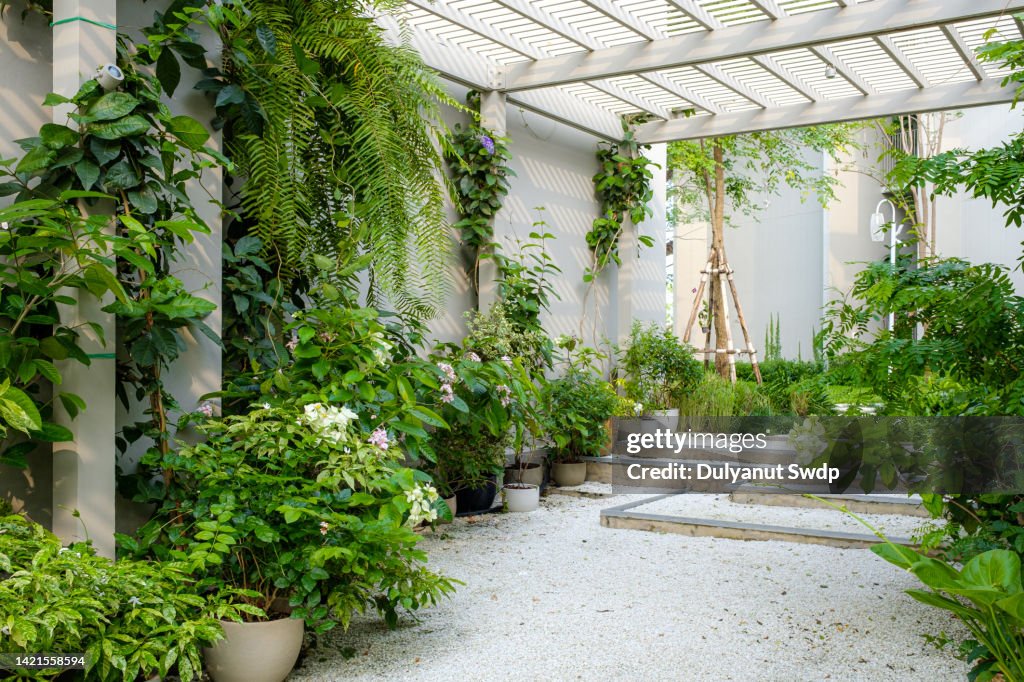 Potted plants in garden.